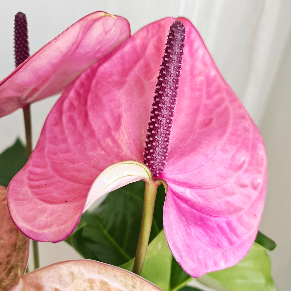 Purple Anthurium