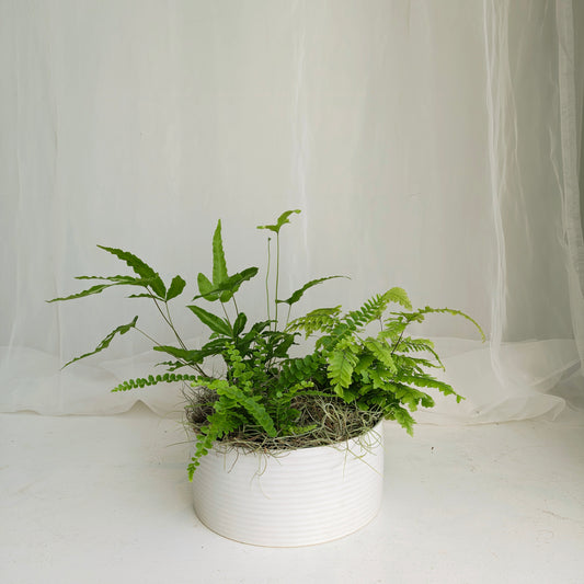Mixed Fern Planter