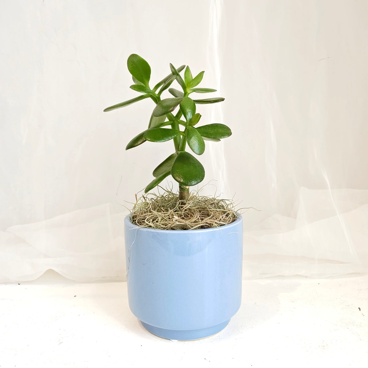 Jade Plant in Blue Pot