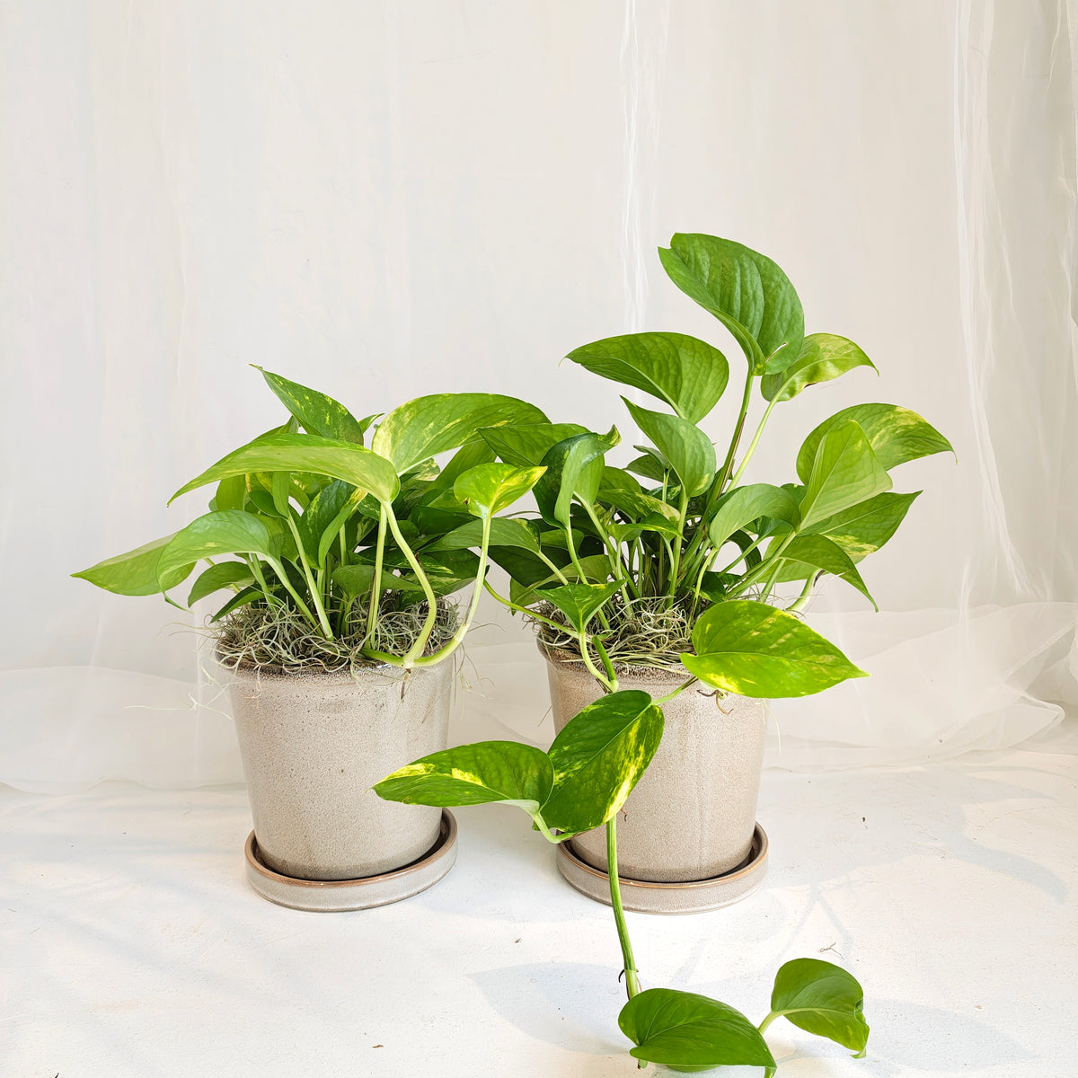 Golden Pothos in Taupe Pot