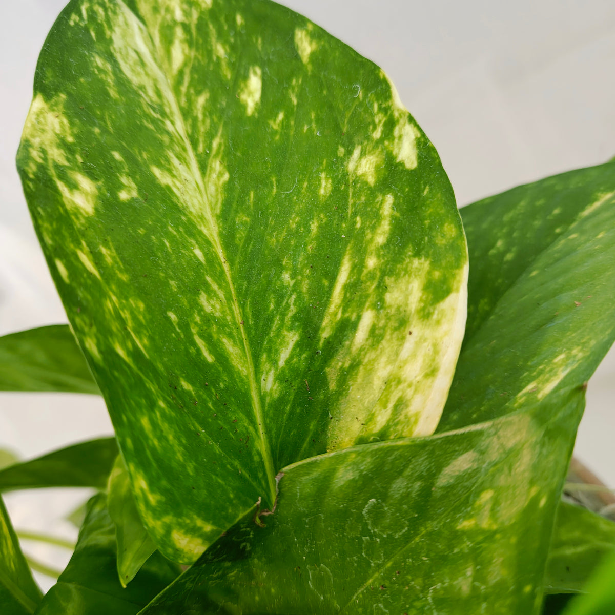 Golden Pothos in Taupe Pot