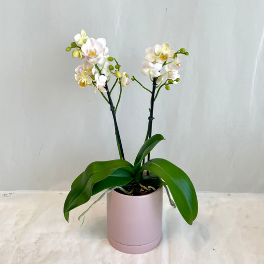 Mini Orchid in Light Pink Pot