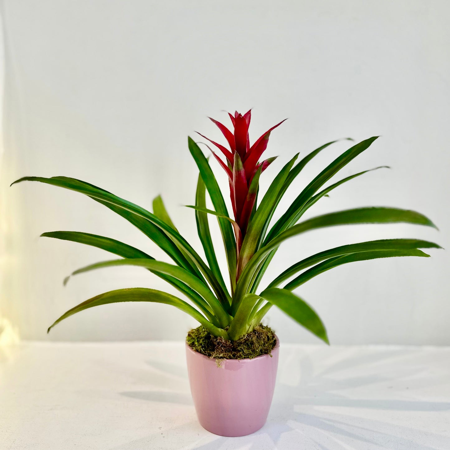 Bromeliad in Spring Ceramic Pot