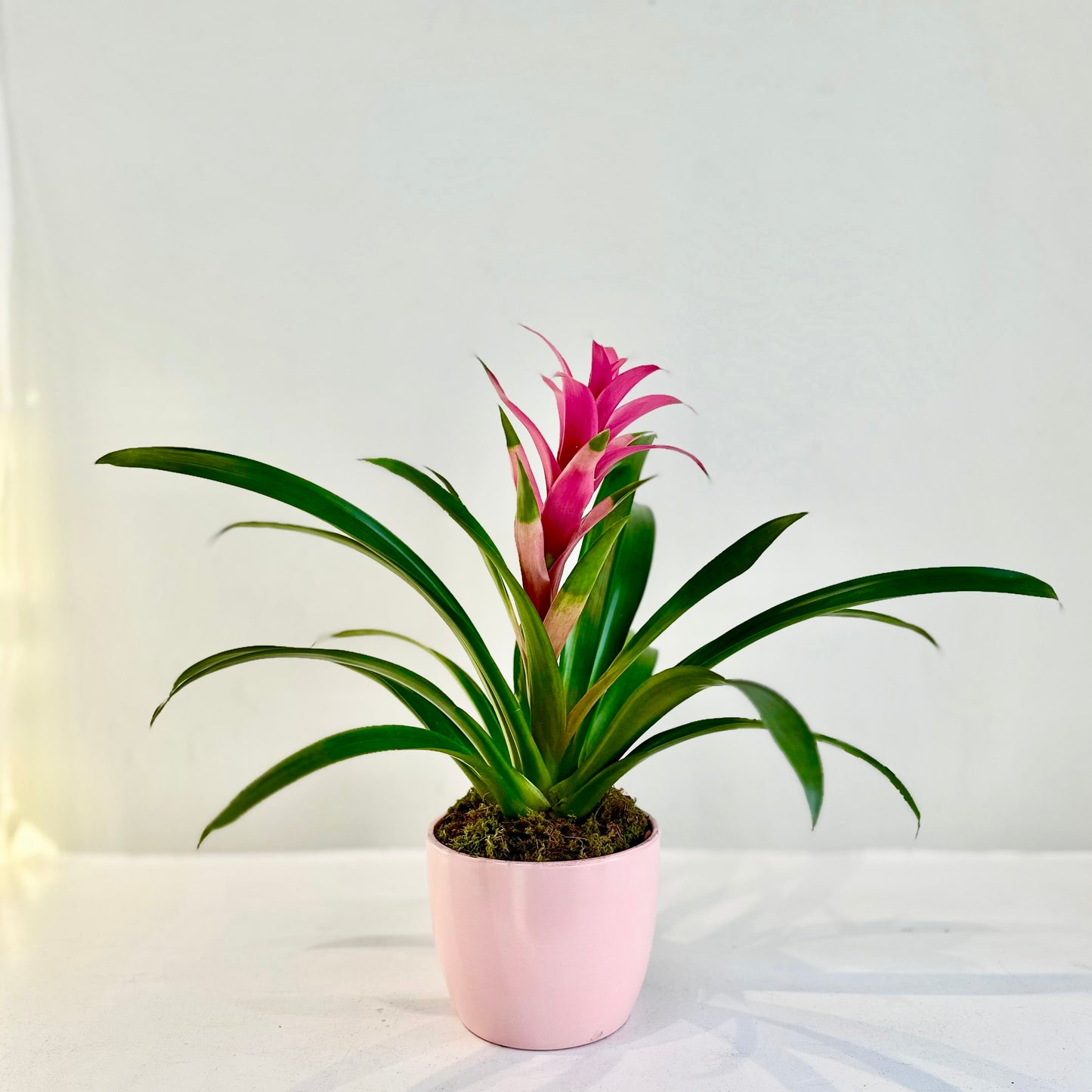 Bromeliad in Spring Ceramic Pot