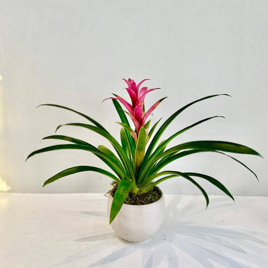 Bromeliad in Spherical Granite Pot