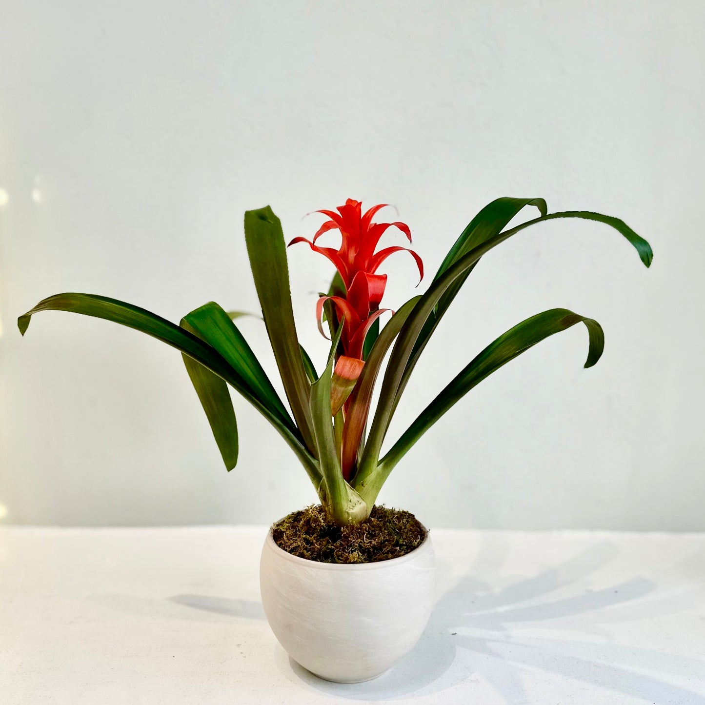 Bromeliad in Spherical Granite Pot