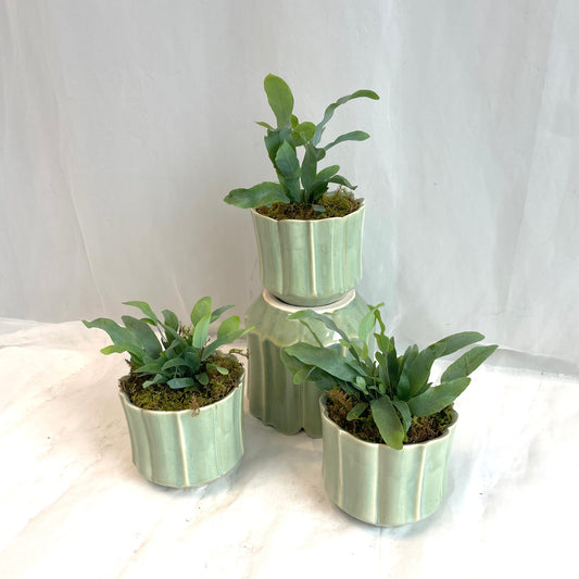 Blue Star Fern in Sage Glazed Pot
