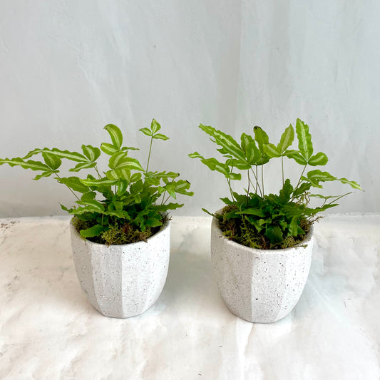Ribbon Fern in White Stoneware Pot