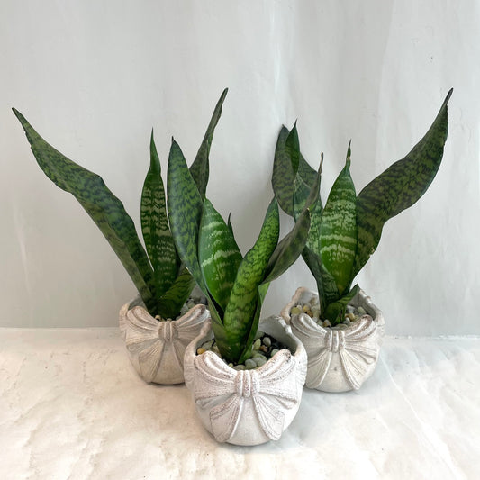 Sansevieria in Stoneware Bow Pot