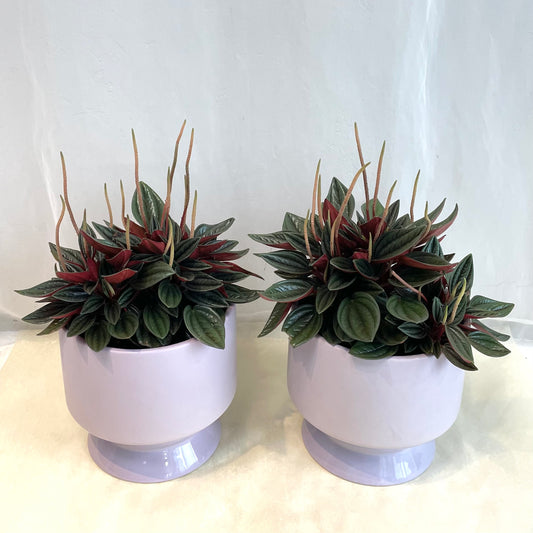 Peperomia Rosso in Lavender Footed Pot
