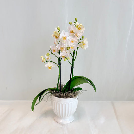 Mini Orchid - Blush White