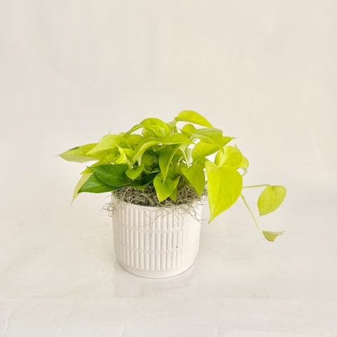 Neon Pothos