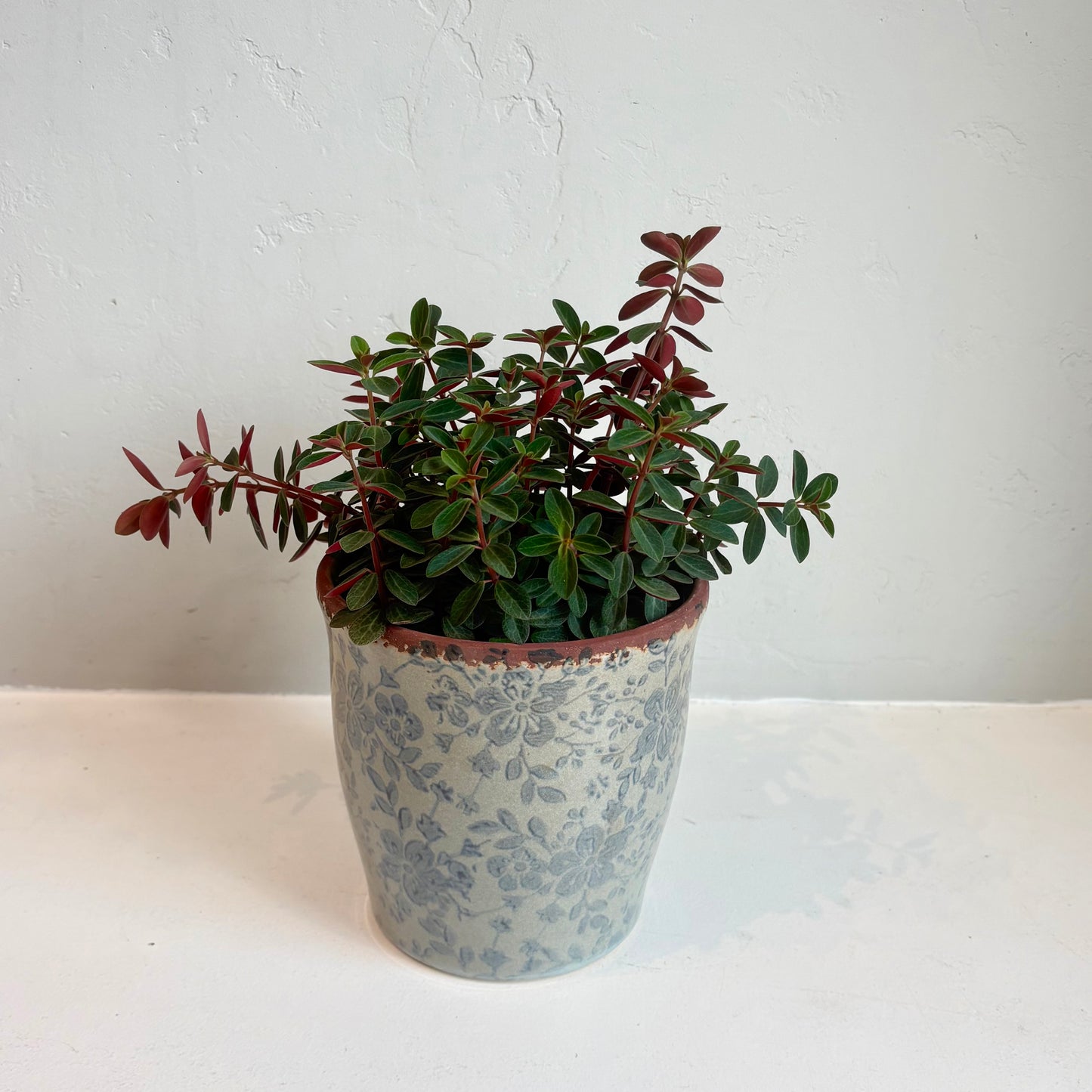 Red Twist Peperomia
