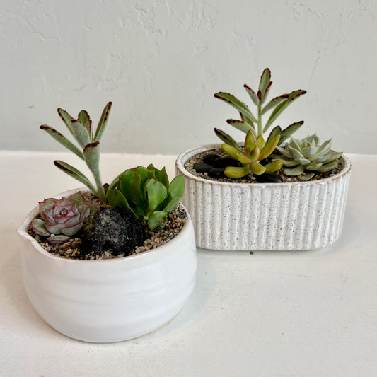 Mini Succulent Garden