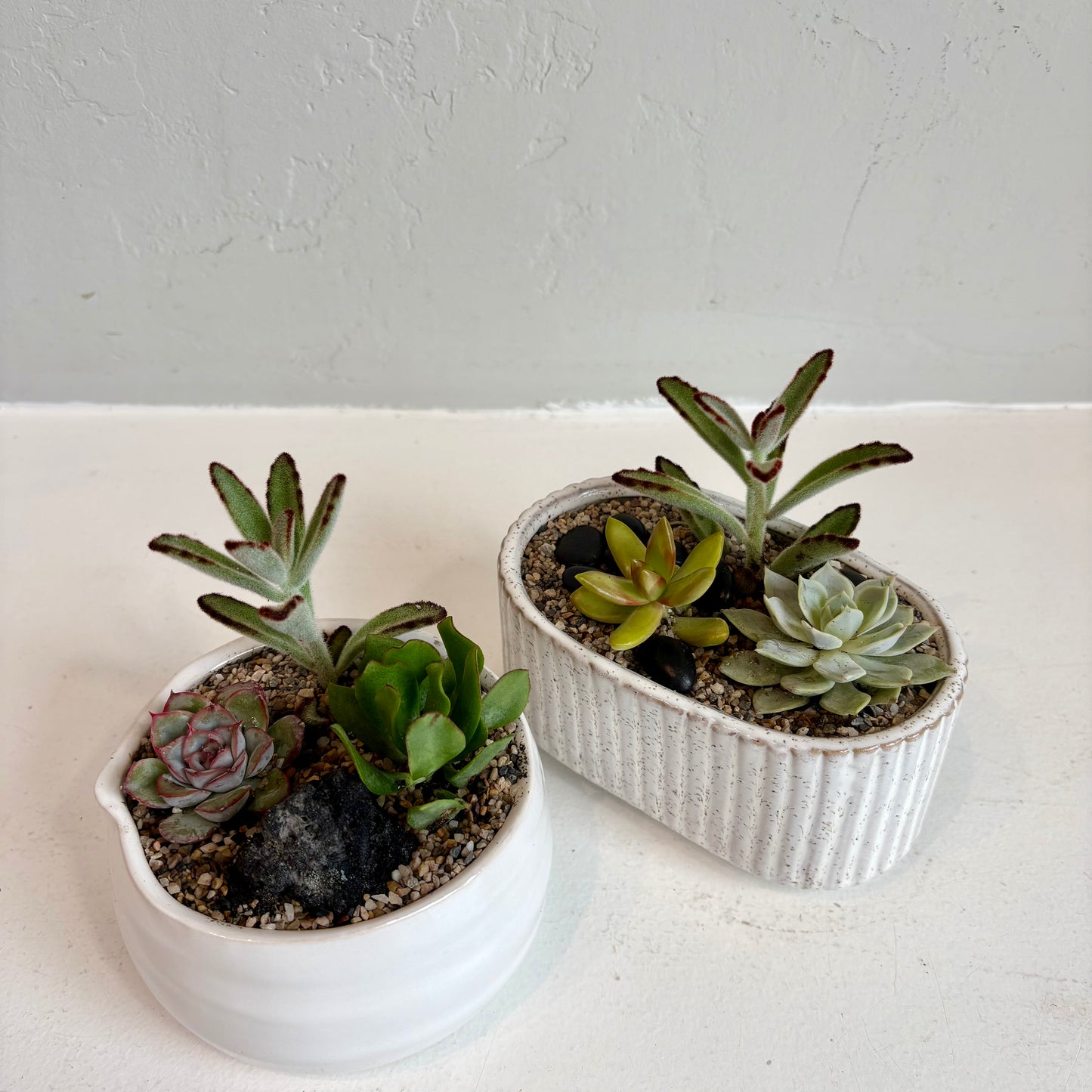 Mini Succulent Garden