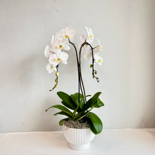 White Double Plant Orchid