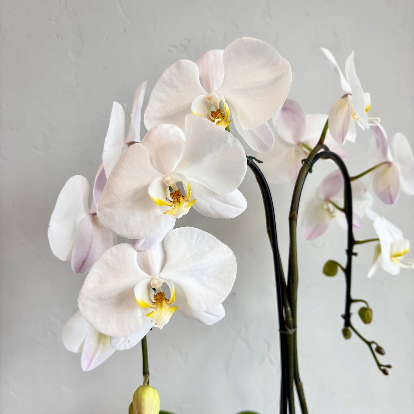 White Double Plant Orchid