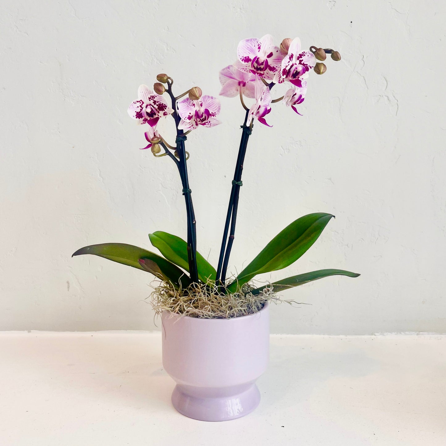 Mini Orchid in Purple Pot