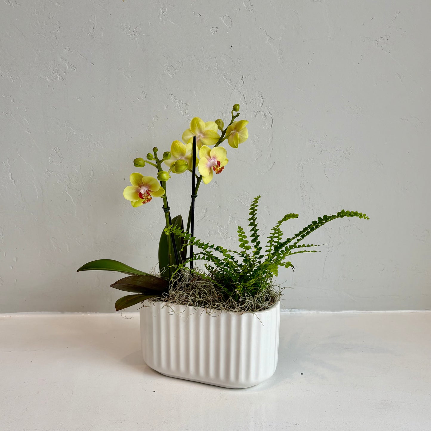 Mini Citron Orchid and Fern Planter