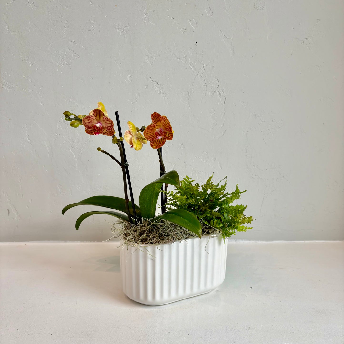 Mini Sunset Orchid and Fern Planter