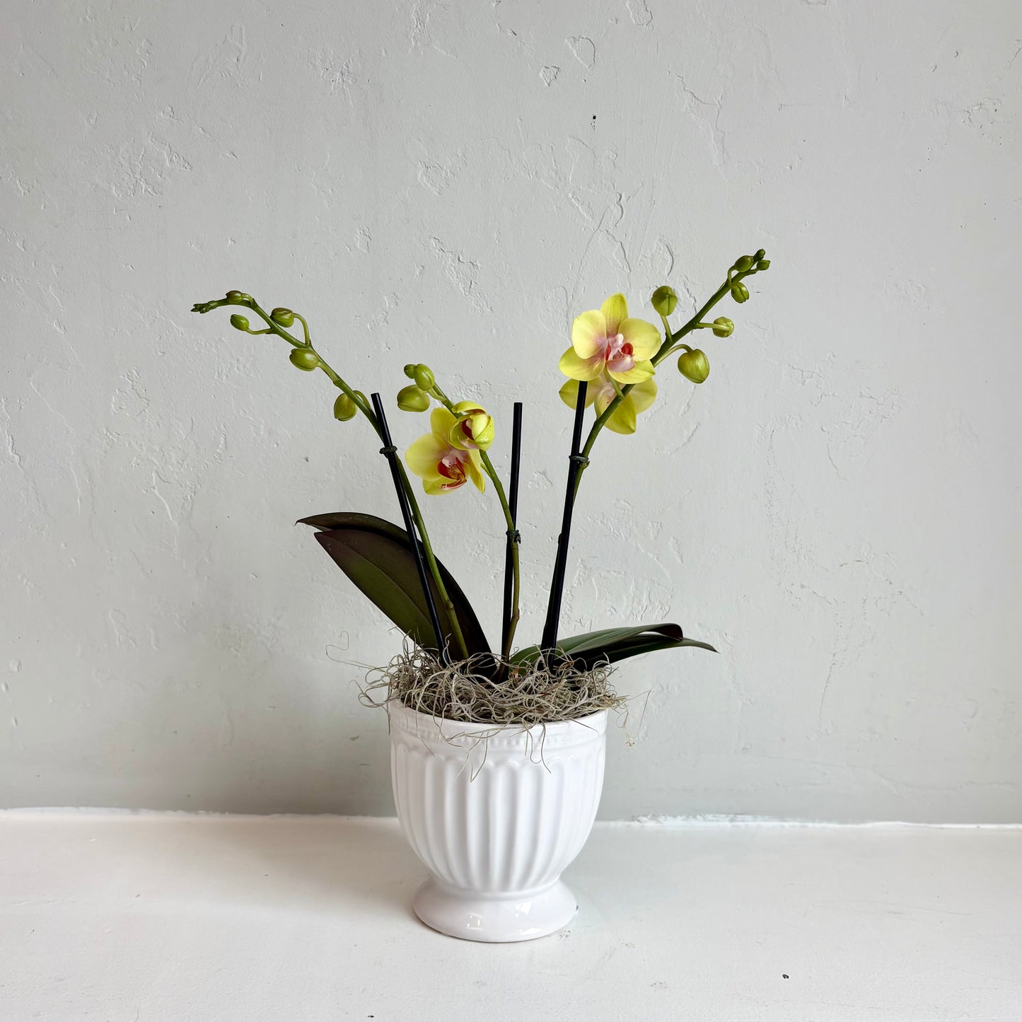 Mini Orchid - Citron