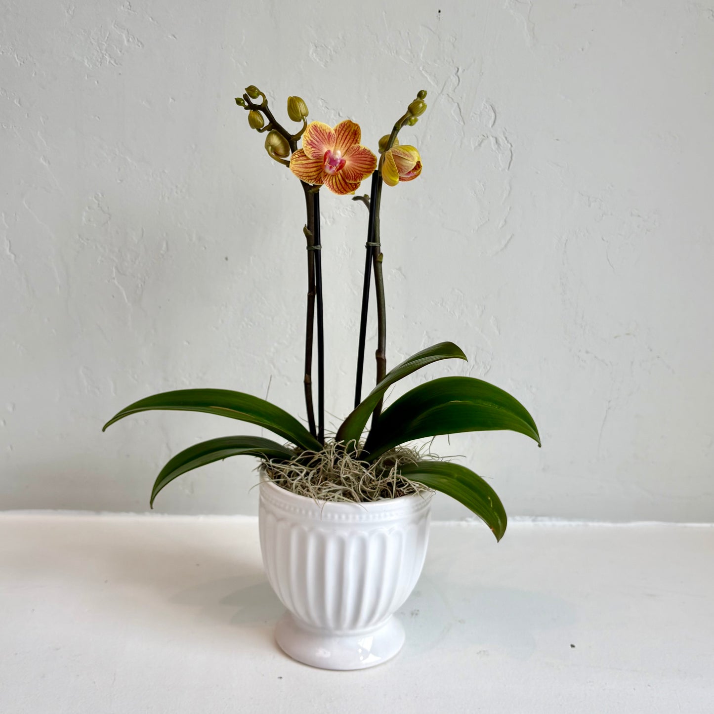 Mini Orchid - Sunset
