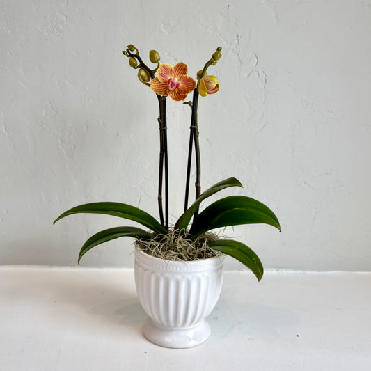 Mini Orchid - Sunset