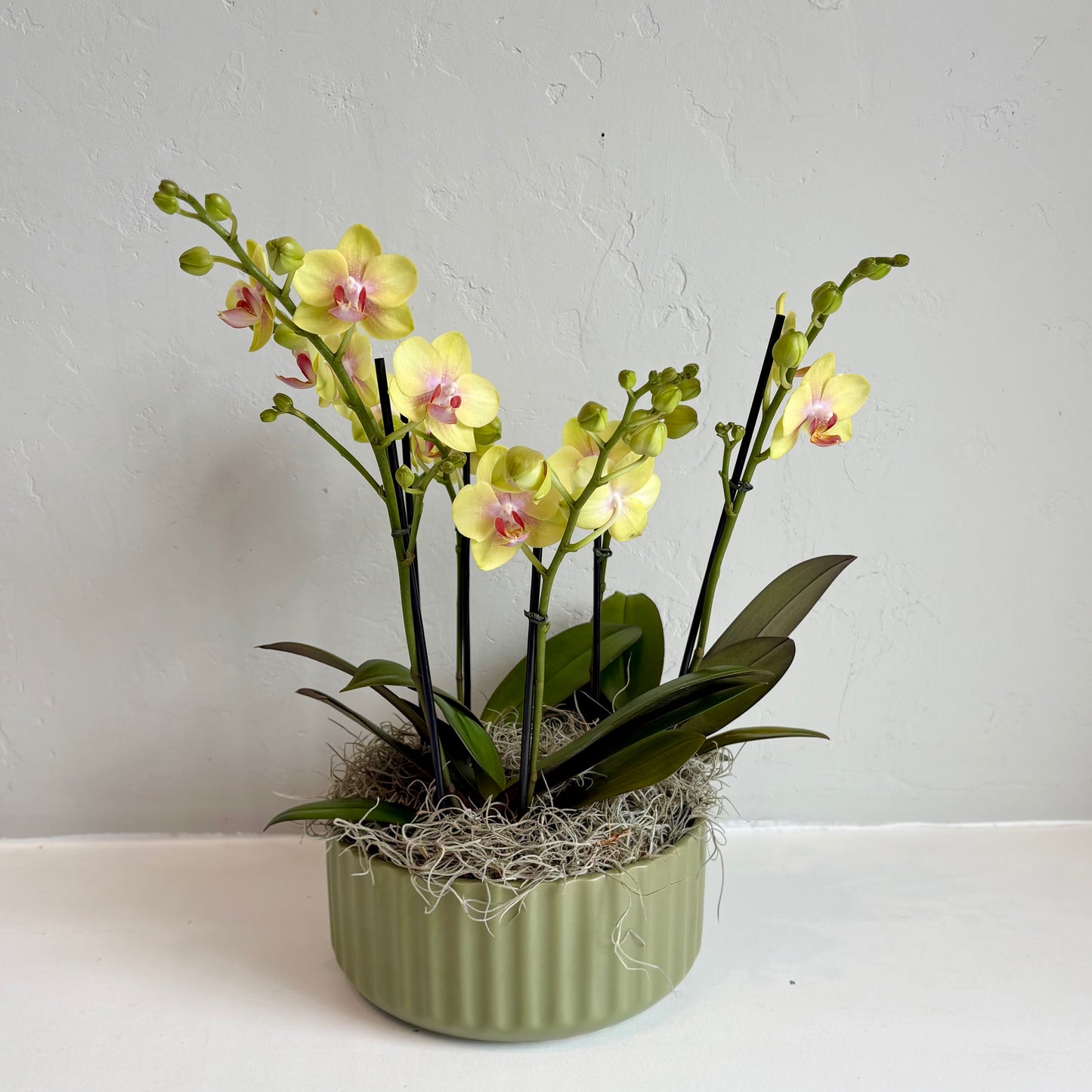Triple Orchid Mini- Citron