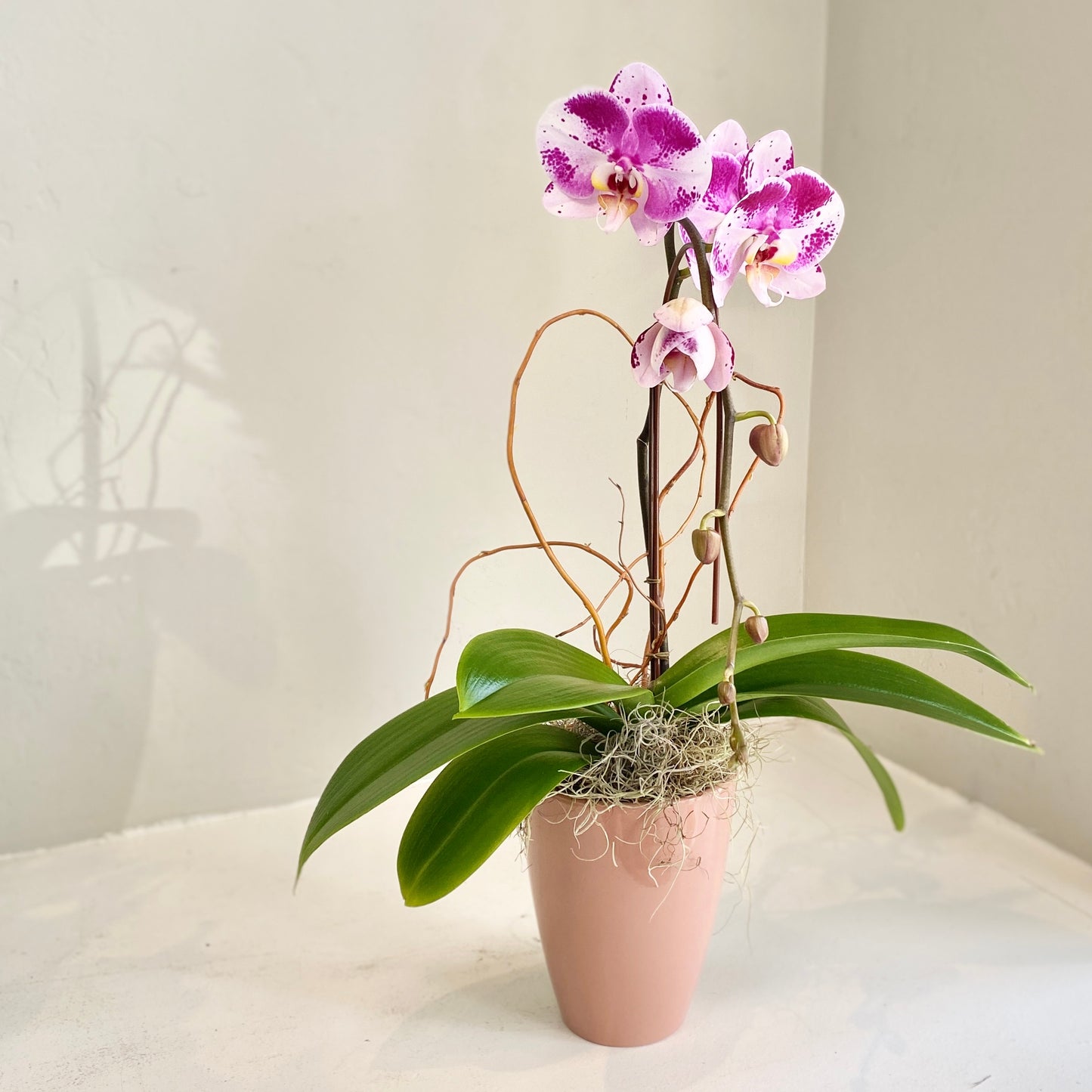 Single Plant Single Stem Orchid