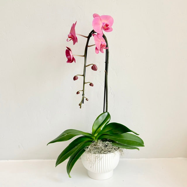 Raspberry Single Stem Orchid
