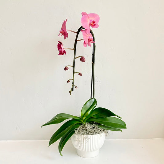 Raspberry Single Stem Orchid