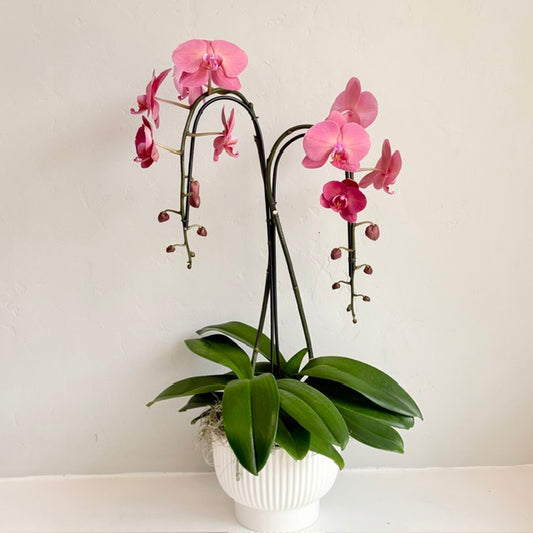 Raspberry Double Plant Orchid