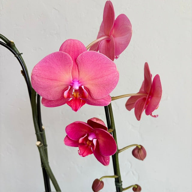 Raspberry Double Plant Orchid