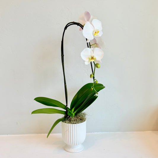 White Single Stem Orchid in Footed Pot