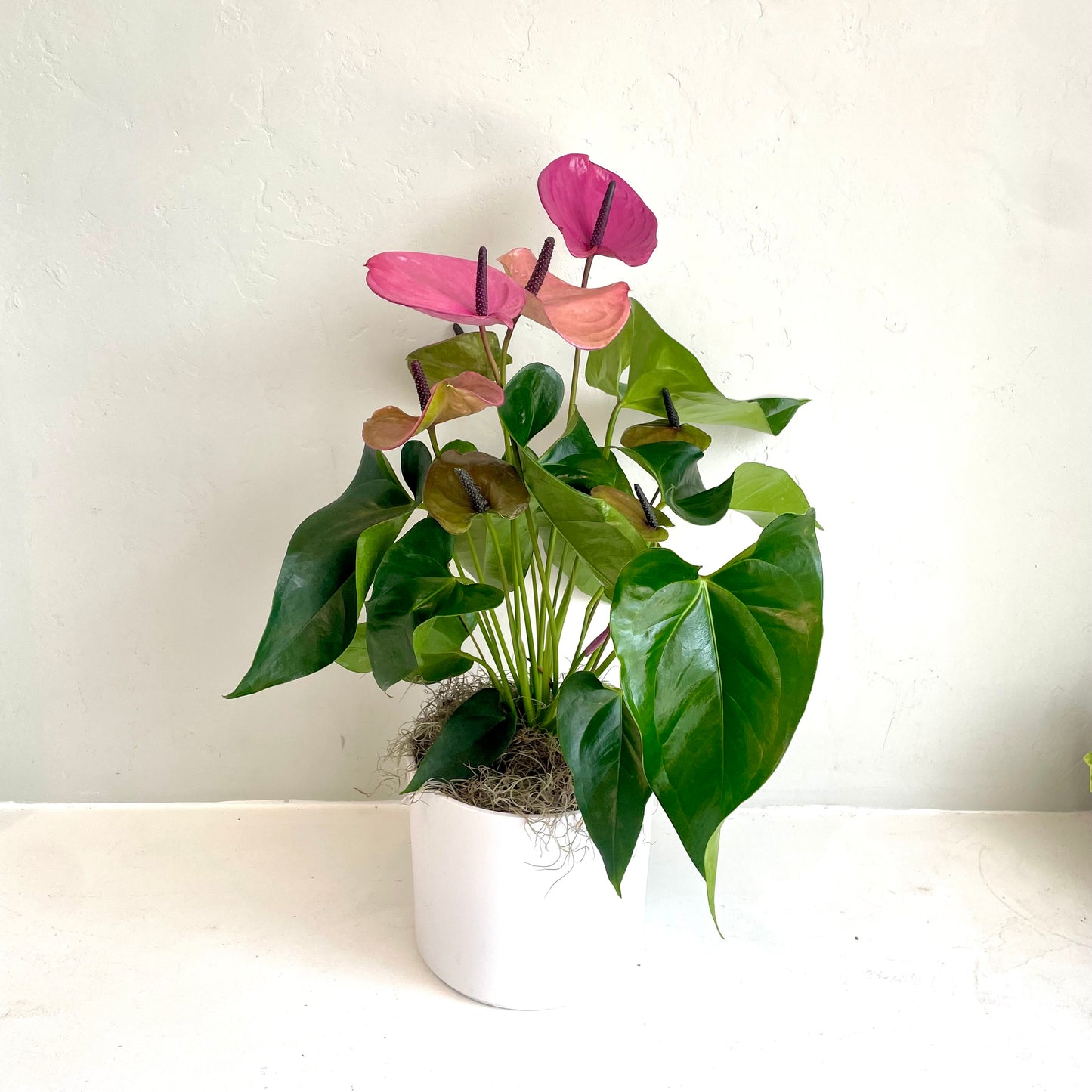 Purple Anthurium in White Ceramic Pot