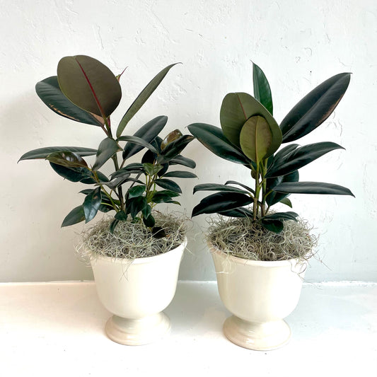 Burgundy Ficus Elastica in Cream Compote Pot