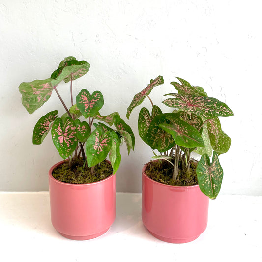Caladium in Pink Ceramic Pot