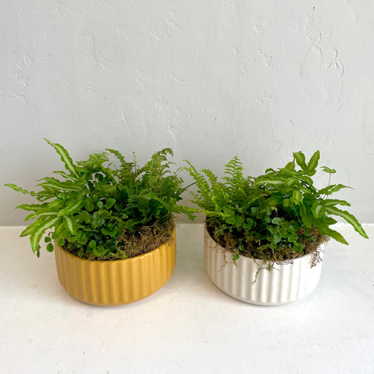 Mixed Fern Bowl Planters