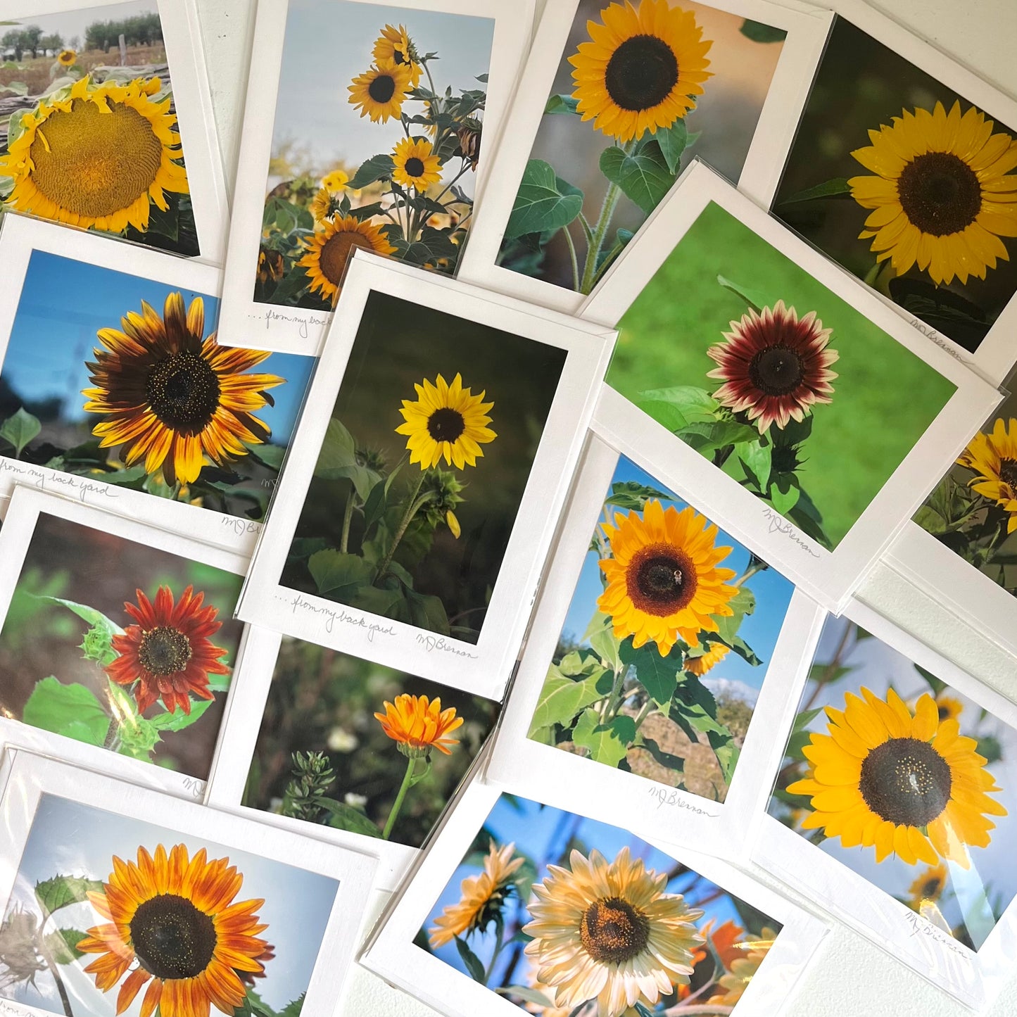 Sunflowers for St. Joseph's Hospital - Greeting Card