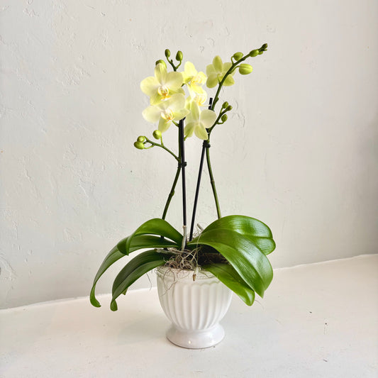 Mini Orchid - Citron