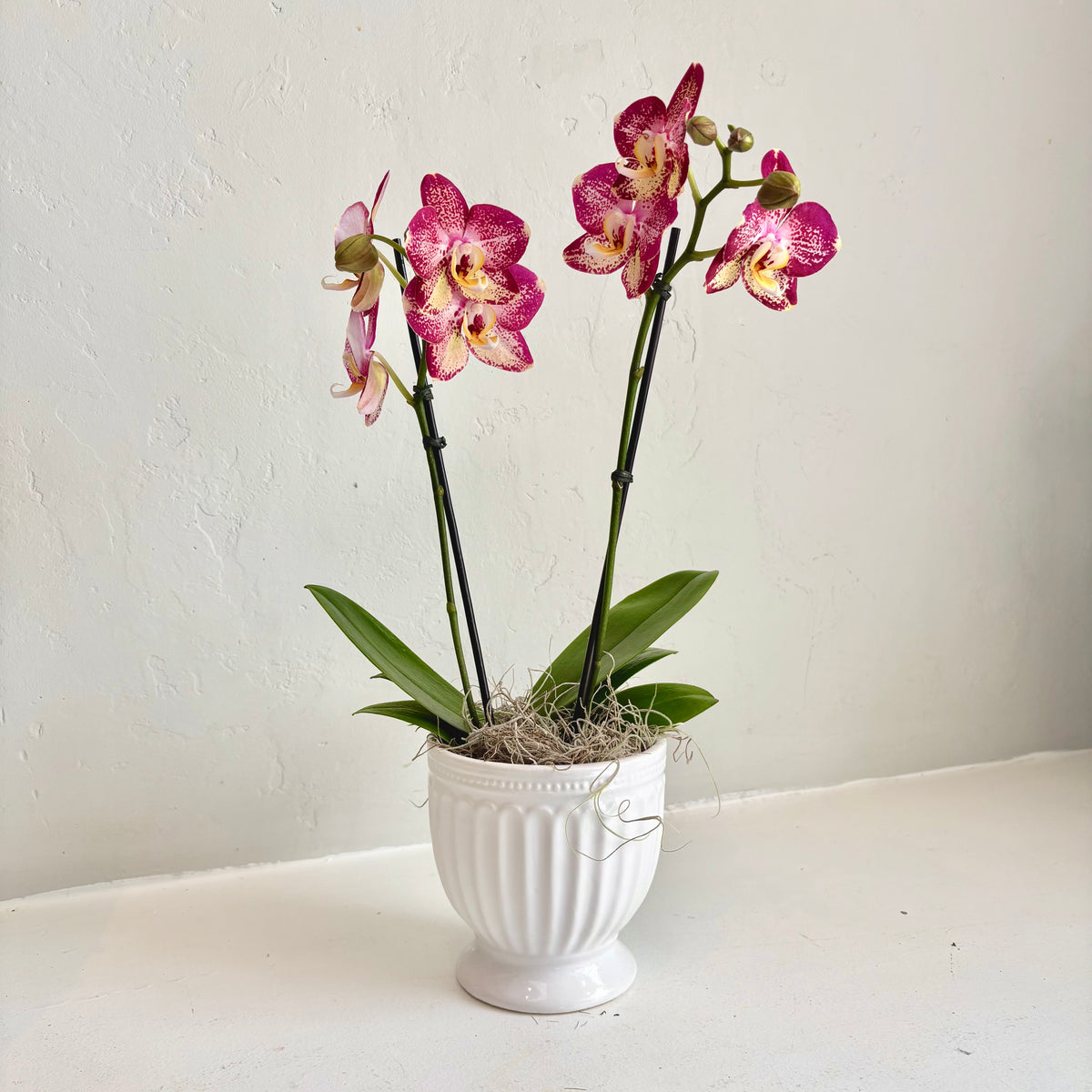Mini Orchid - Speckled Fuschia