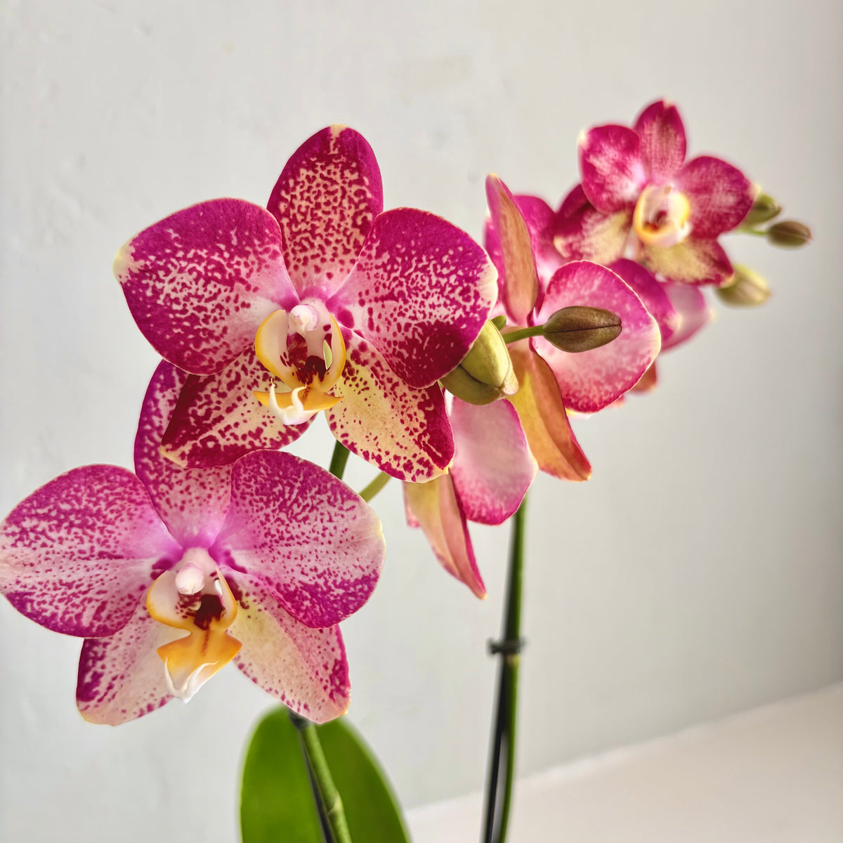 Mini Orchid - Speckled Fuschia