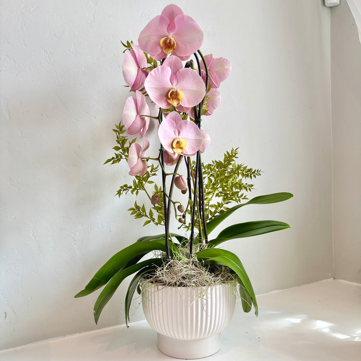 Dusty Rose Double Plant Orchid