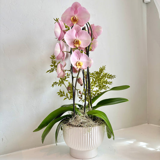 Dusty Rose Double Plant Orchid