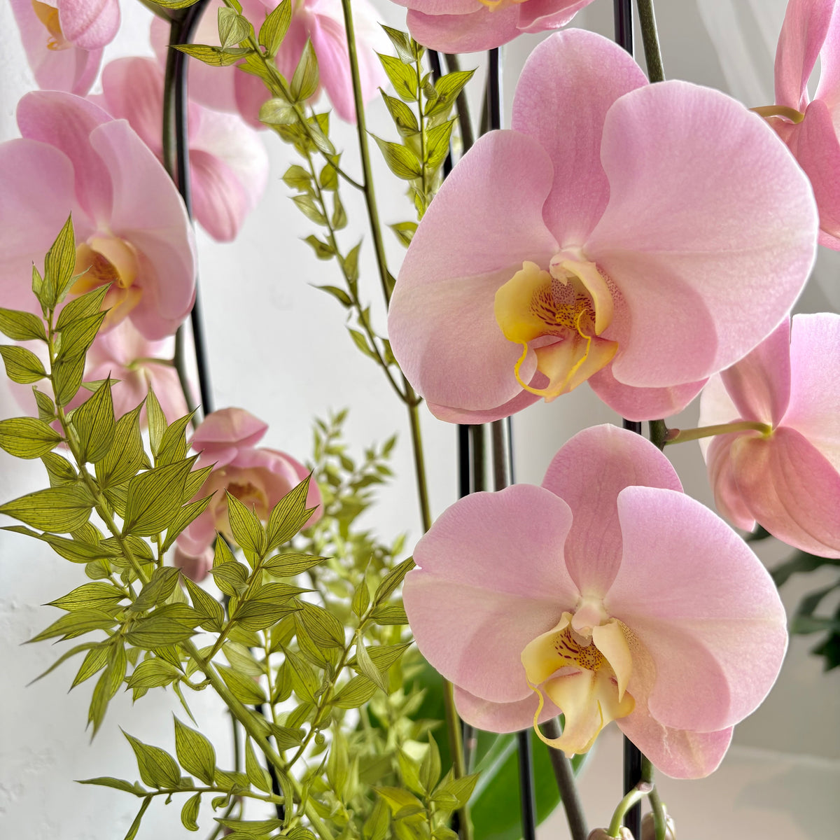 Dusty Rose Double Plant Orchid