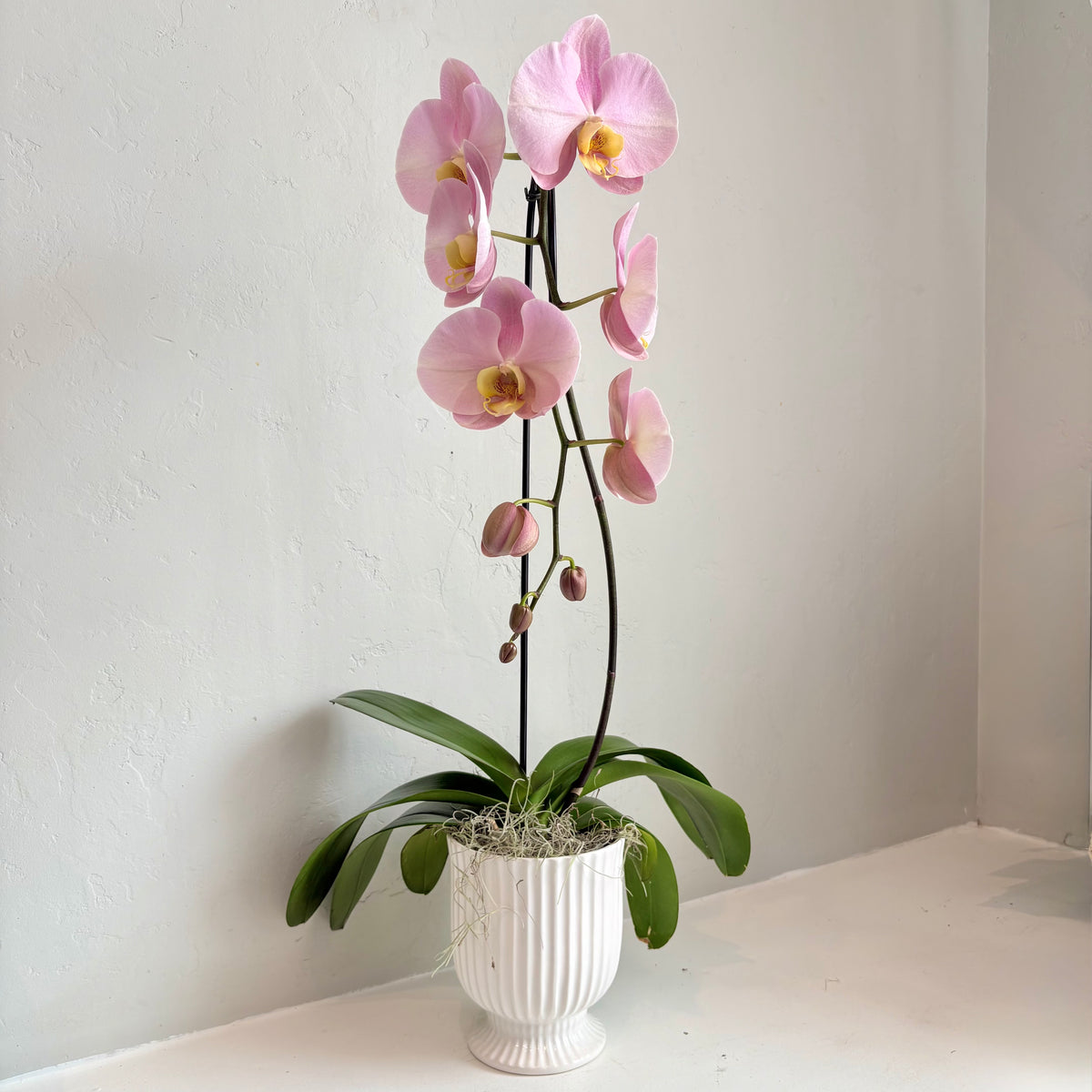 Dusty Rose Single Stem Orchid