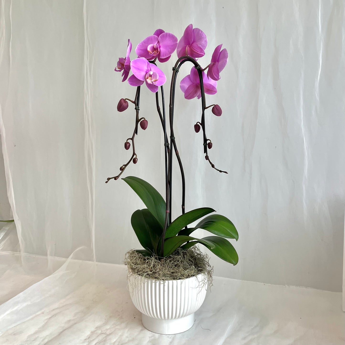 Pink Double Plant Orchid