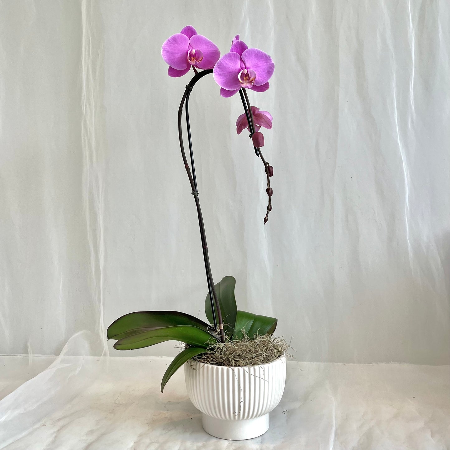 Pink Single Stem Orchid