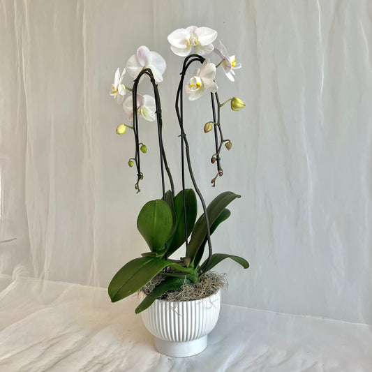 White Double Plant Orchid