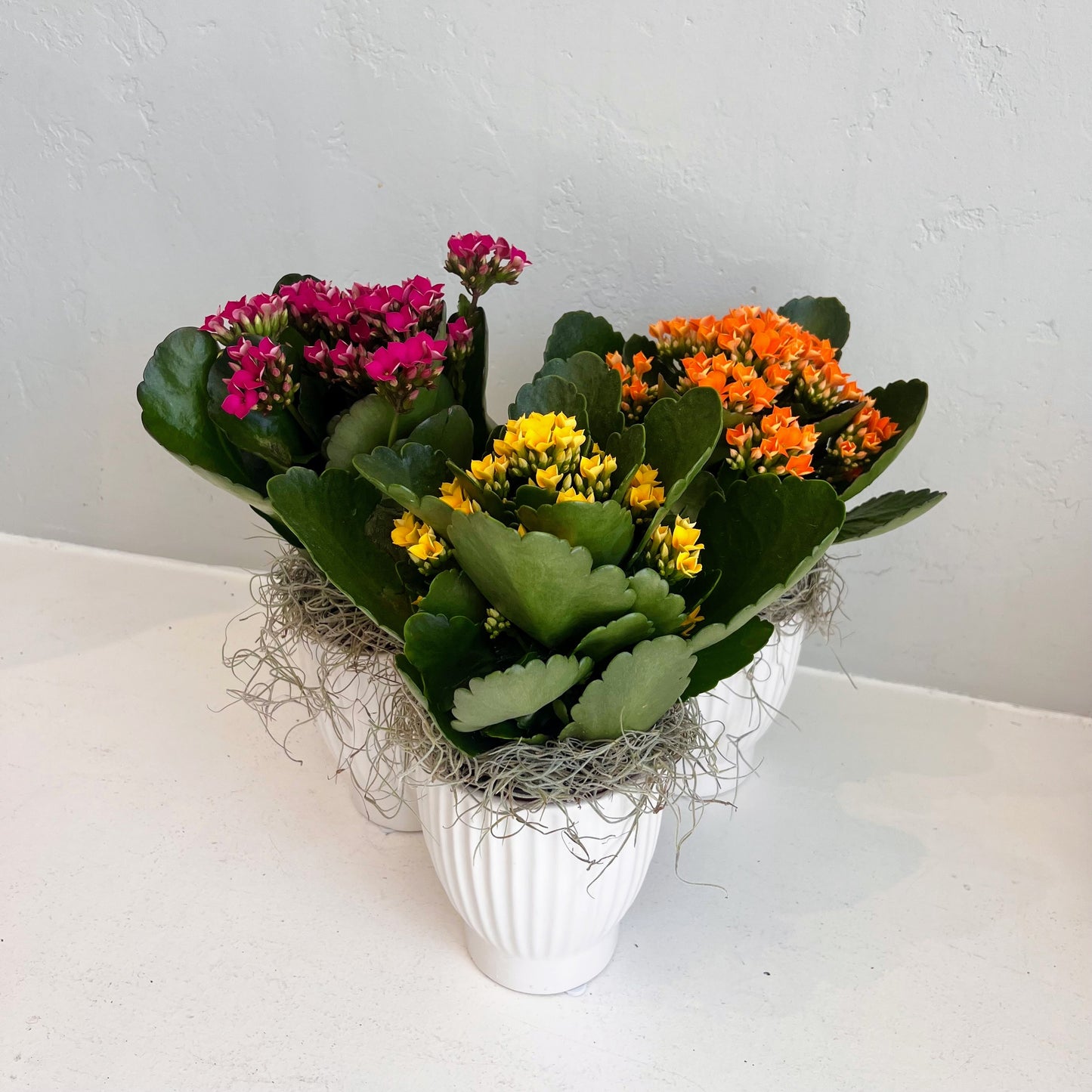 Kalanchoe in White Ribbed Pot